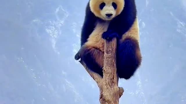 Lovely giant panda, come and have a look