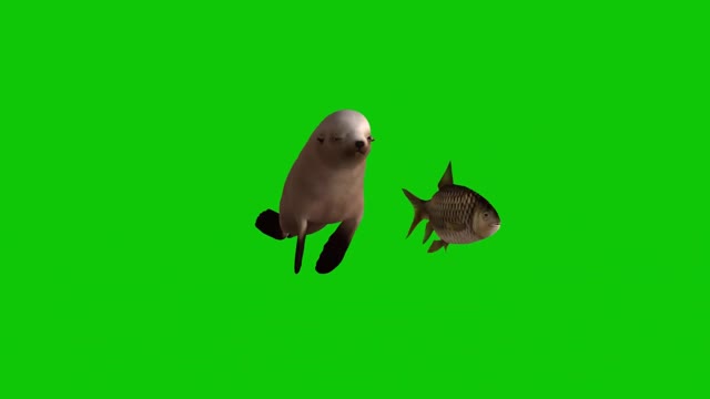 keying real shot baby seal animal swimming synthetic