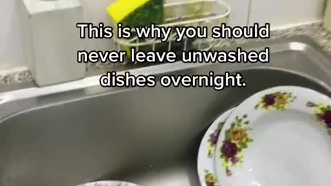 This is why you should never leave unwashed dishes overnight.