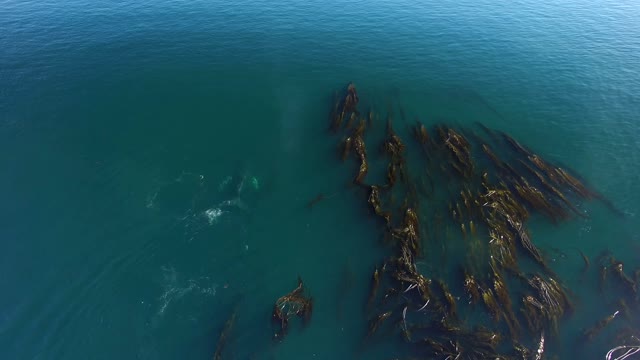 Humpback Whales in Nimmo Bay