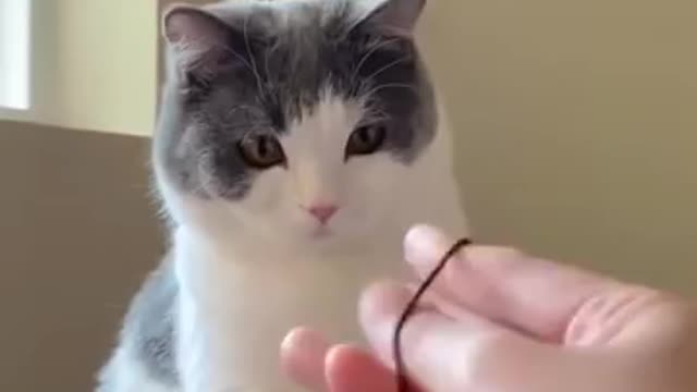 magic for the cat lol