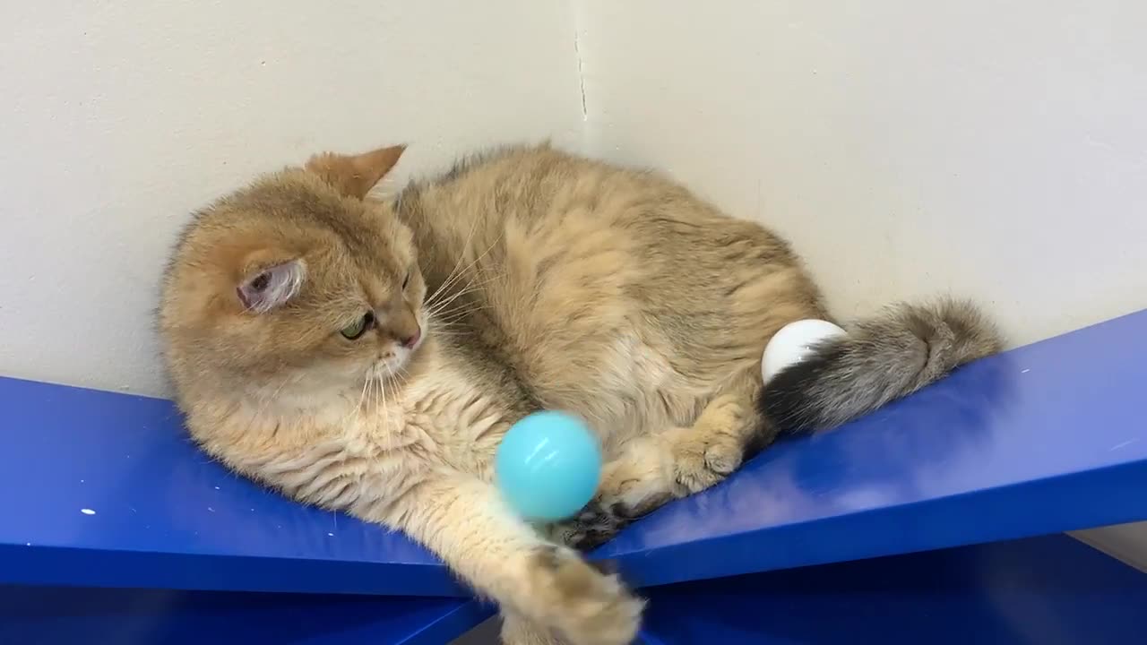 Cats and 100 balls