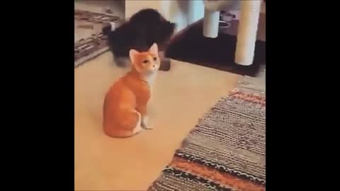 Funny cats#1