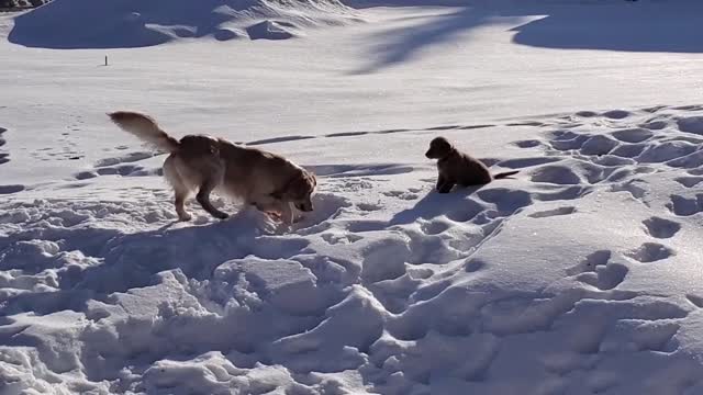 Don't Mess With A Golden Retriever Puppy!