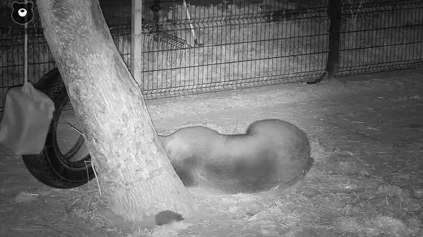 Hedgehog attack on bear.