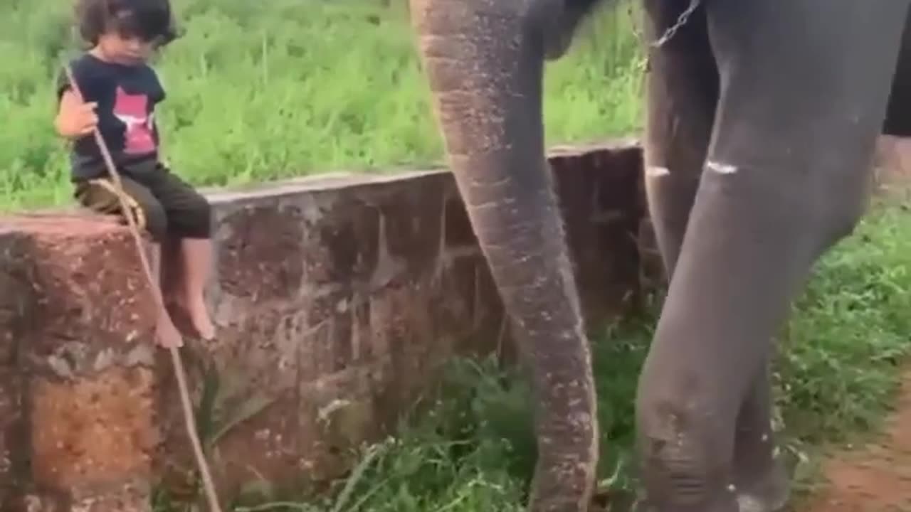 Elephant And Baby