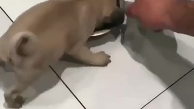 This little dog is not too hungry