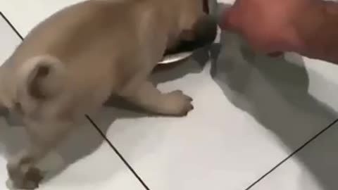 This little dog is not too hungry