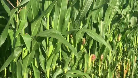 Corn in Fields