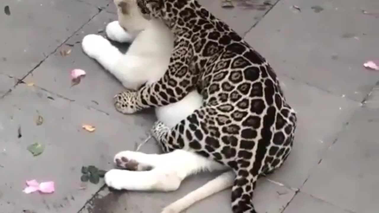 Funny Animal Video: romantic cats