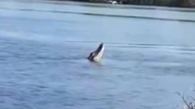 Huge alligator 🐊 tries to catch a drone in the Amazon river!