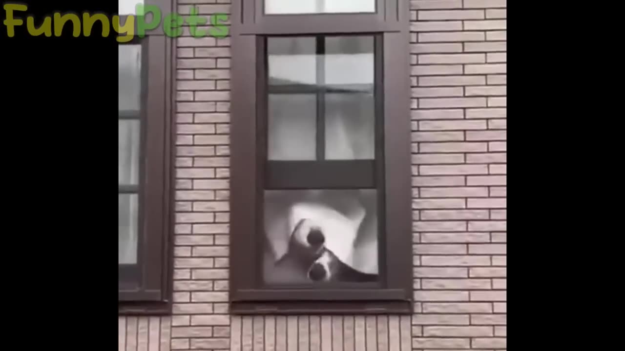 best funniest animal videos 2023 😂 funniest cats and dogs 😹🐶