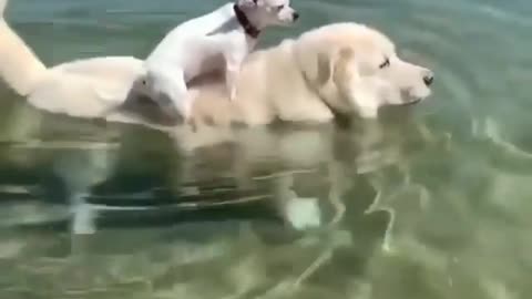 Cute dog 🐕swimming in river