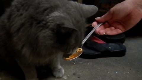 My Cat Loves Spaghettios