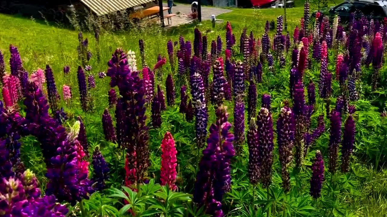 Field of beautiful flowers 🌺🌹