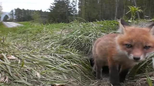 Baby Fox Waking Up