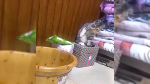 Funniest Animals New Funny Cats and Dogs Videos.