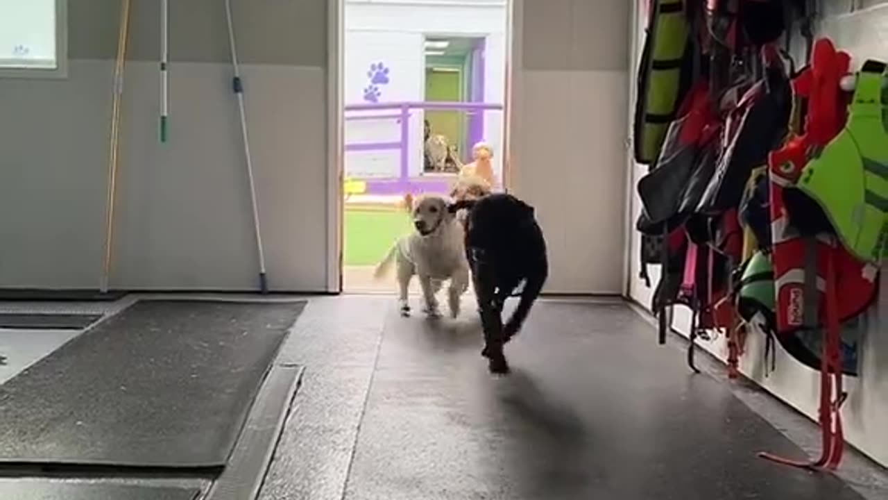 Funny Dogs