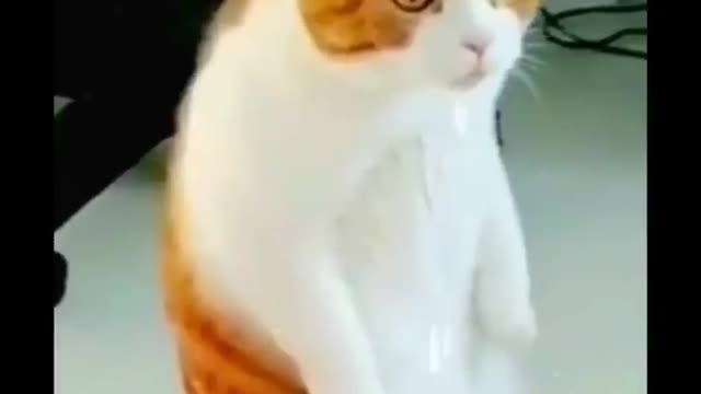 cats funny video