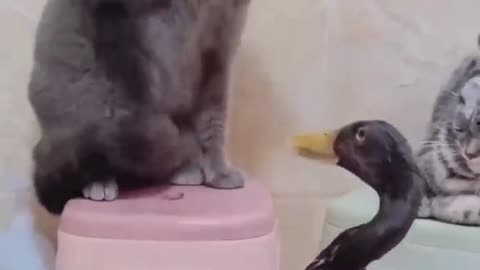 The end 🤣 Duck vs Cat #comedy #humor #funny #lol #animals #cute #cat #duck