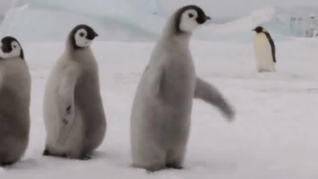 Cute penguin walking on snow