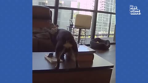 Funny animals