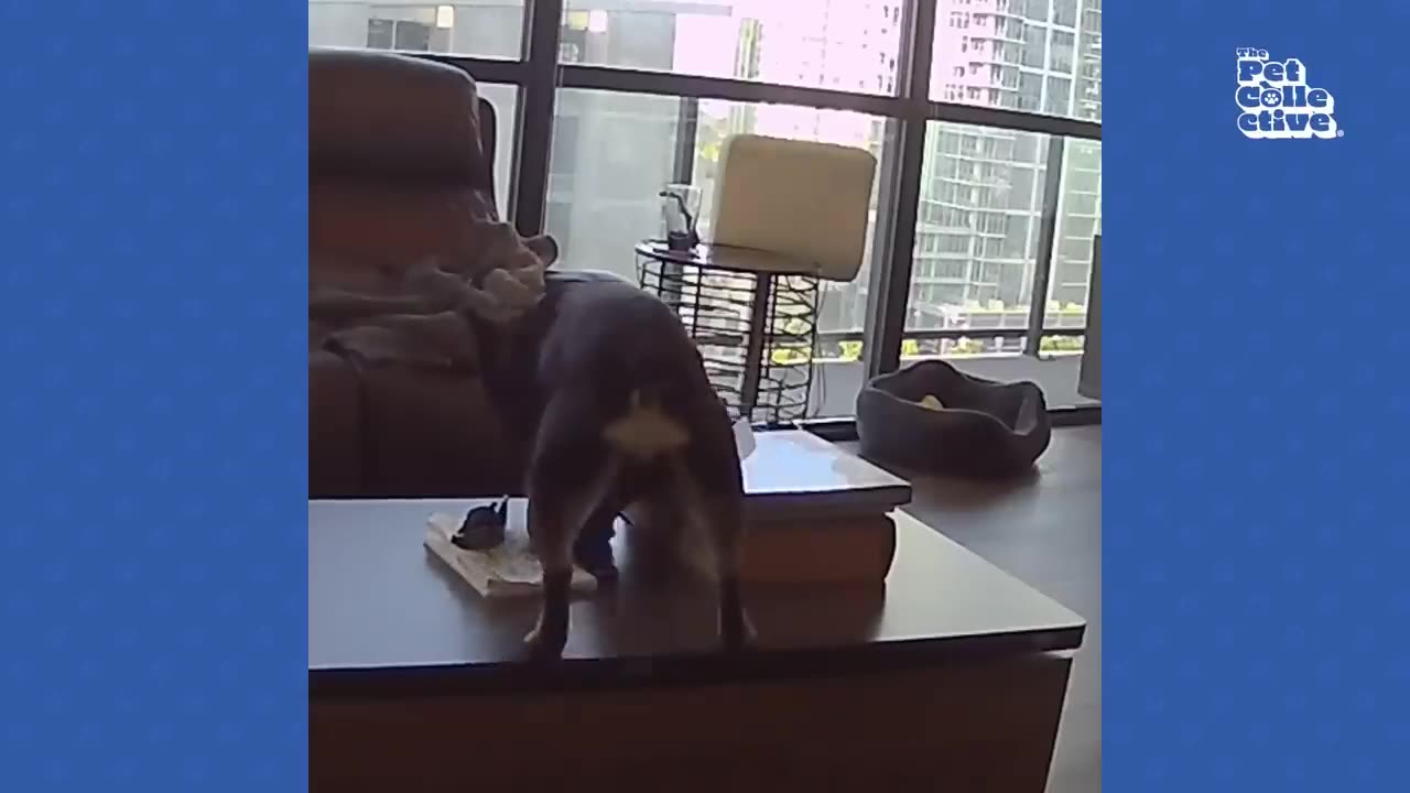 Funny animals