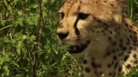 Cubs Reunited With Their Parents After Years!