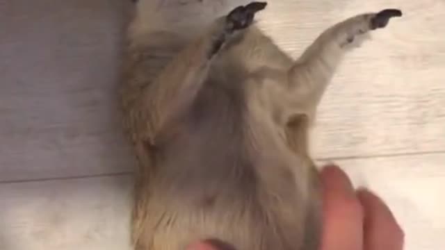 the marmot sleeps very soundly