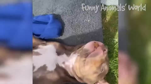 Funny Animals Videos