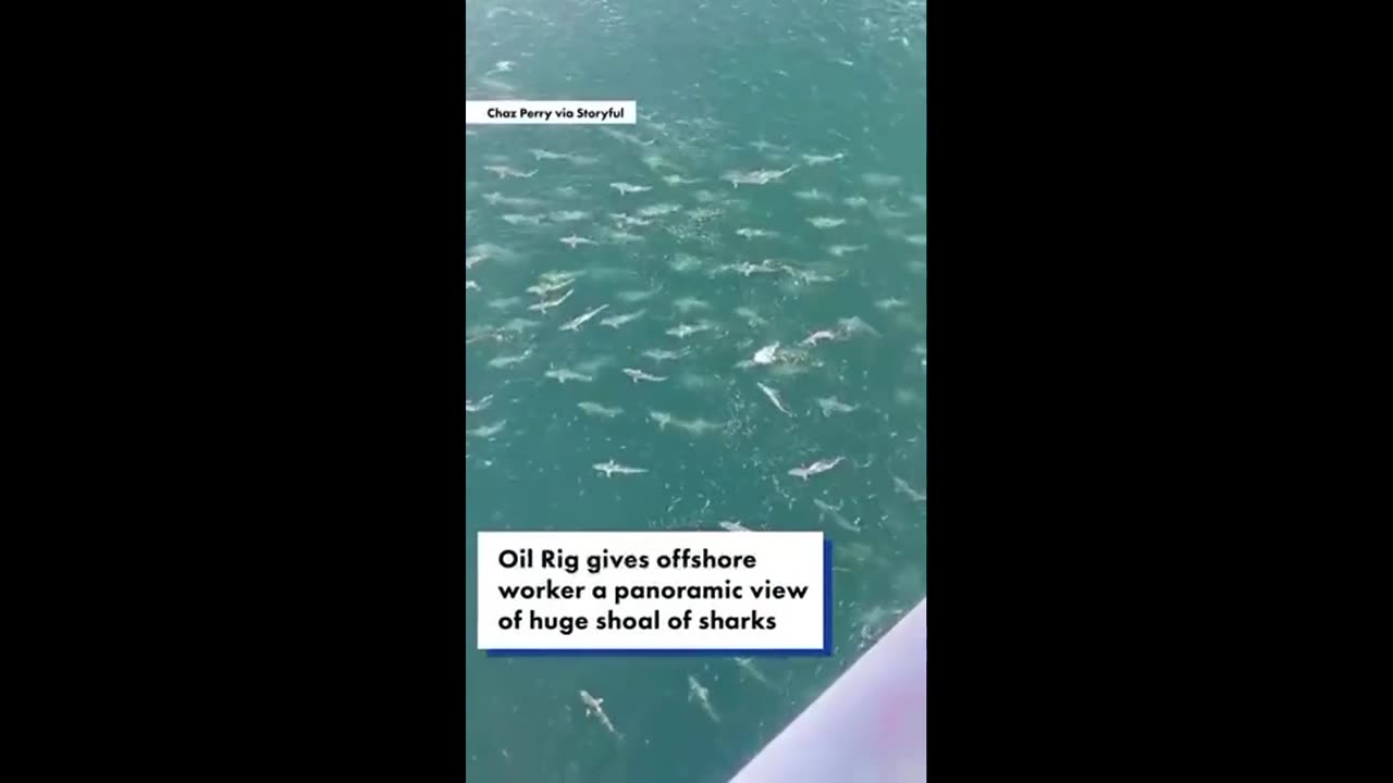 A huge school of sharks was discovered off the coast of the Gulf of Mexico