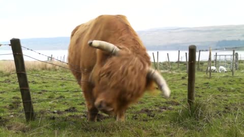 The Scottish Highlands and a cheeky Highland Cow