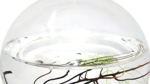 The Self Sustaining Ecosphere #shorts #shortvideos #amazon #ecosphere # invention