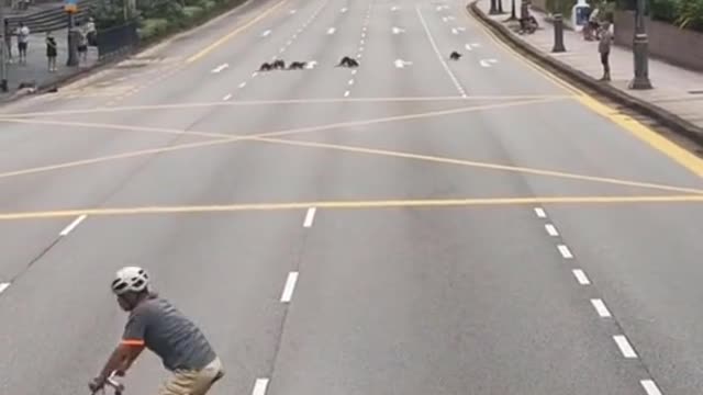 Istana guards stop traffic so otters can cross road