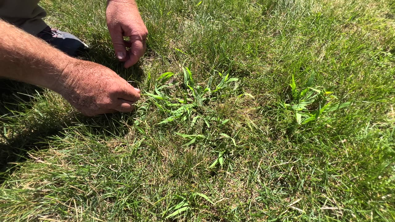 Crabgrass Pre-Emergent Failure and Detective Work - The Lawn Care Nut