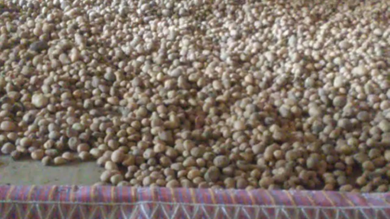 Potato vibe