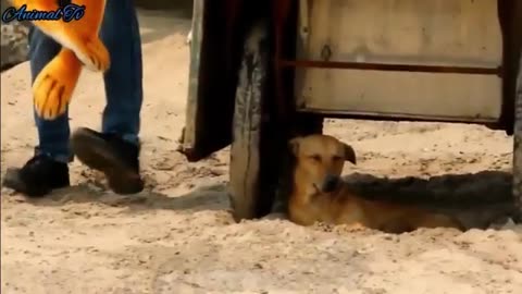 Troll Prank Dog Funny & fake Lion and Fake Tiger Prank To dog & Huge Box Prank to dog