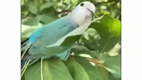 Birds with nature fashion