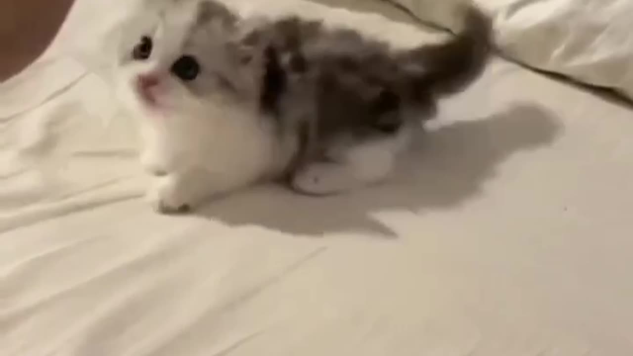 #cat