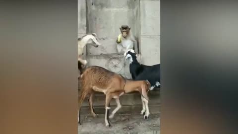 Animal funny video #12