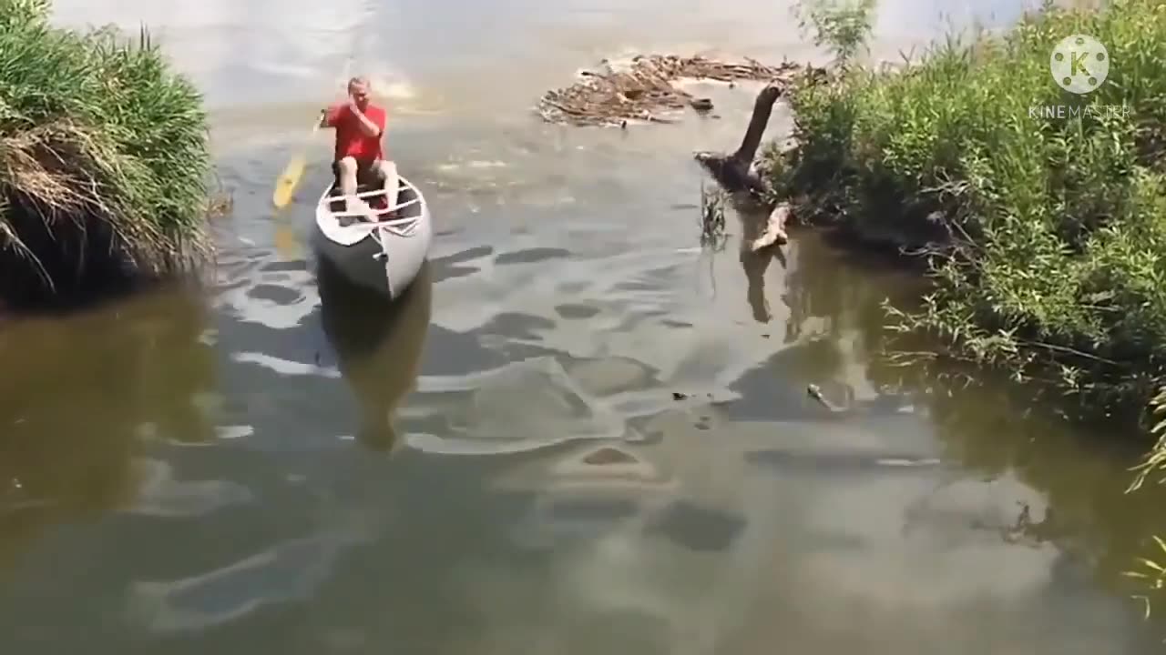 Funny animals,funny animals life,funny animal videos,funny videos,funny video,funny dog videos,
