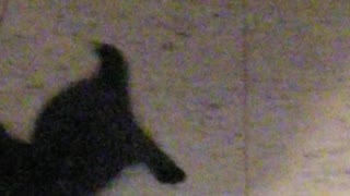 Sylvie cat