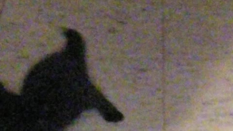 Sylvie cat