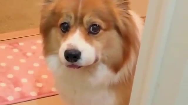Take a short video for Cute Akita