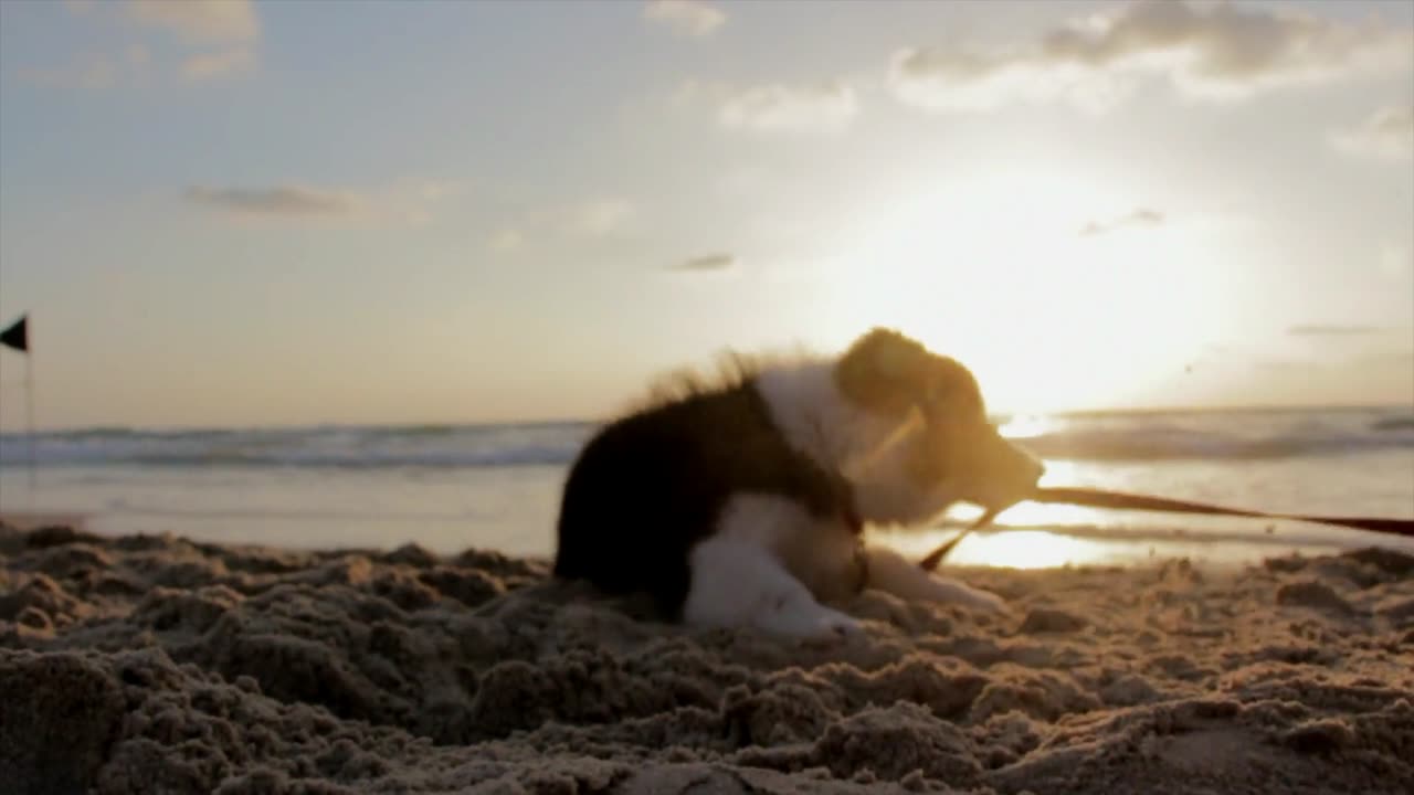 Funny dog on the beach