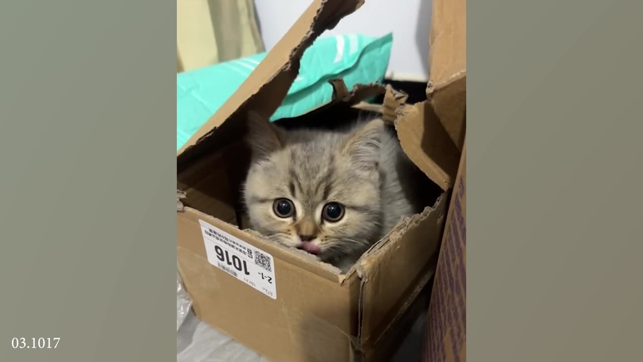 Cat Cuteness and Funniest Moments: Cat and Kitten Lovers