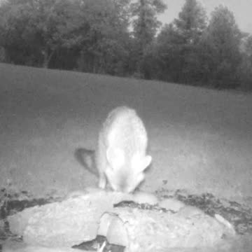 Cautious Fox Eating Seeds in a Beautiful Open Meadow!