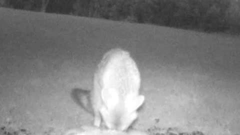 Cautious Fox Eating Seeds in a Beautiful Open Meadow!