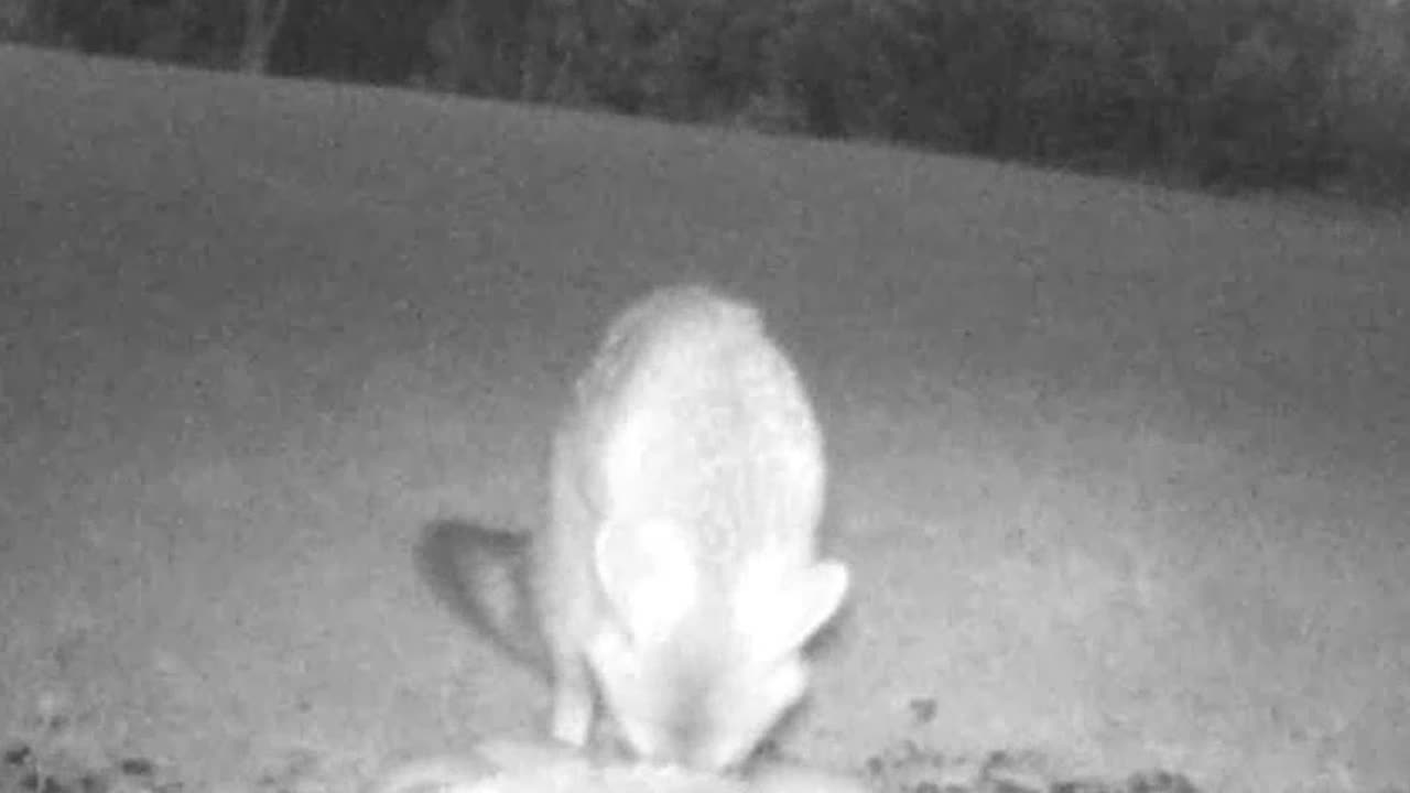 Cautious Fox Eating Seeds in a Beautiful Open Meadow!