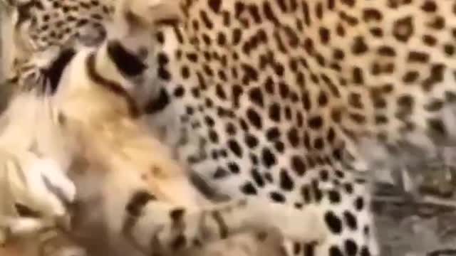 Leopard Hunts wild cat.